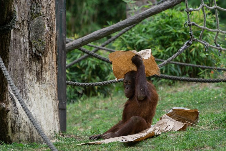 Sebaran Biaya Pembuatan Paspor di Imigrasi Lingga Tahun 2025.